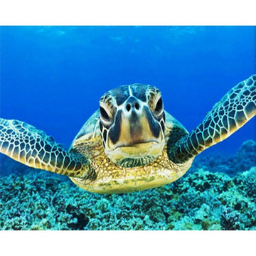 Sea Turtle 'Sea Corals' Paint By Numbers Kit
