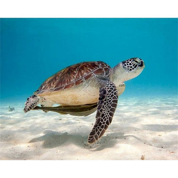 Beautiful Creature 'Sea Turtle' Paint By Numbers Kit