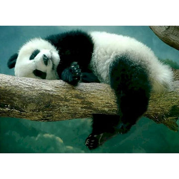 Sleepy Panda On Tree Branch Paint By Numbers Kit