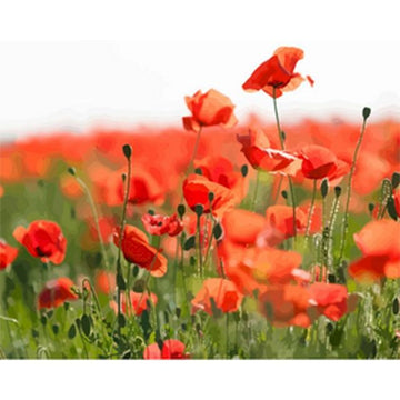Wild Flower 'Red Poppies' Paint By Numbers Kit