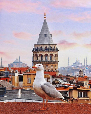 Galata Tower Istanbul with Gull 'Version 15.0' 
Paint By Numbers Kit