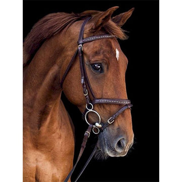 Horse Portrait 'Brown Stallion' Paint By Numbers Kit
