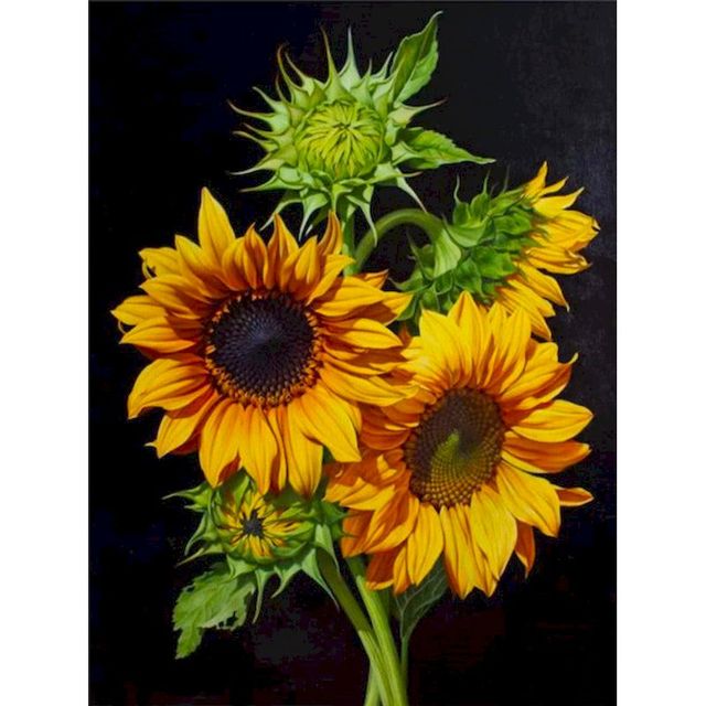 Sunflower 'Dwarf Pacino' Paint By Numbers Kit