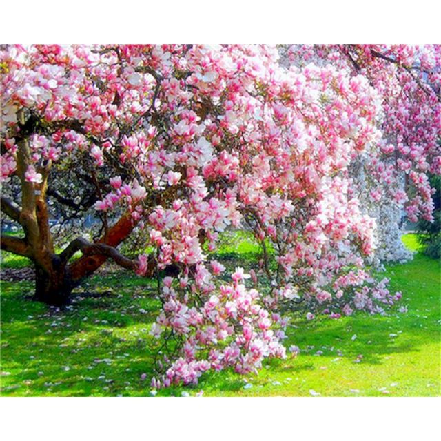 Beautiful Spring 'Rosy Trumpet Tree' Paint By Numbers Kit