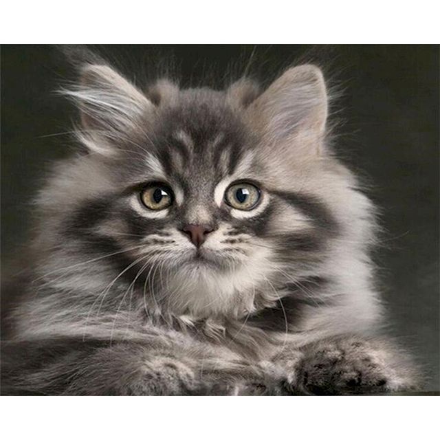 Persian Cat 'Gray Kitten' Paint By Numbers Kit