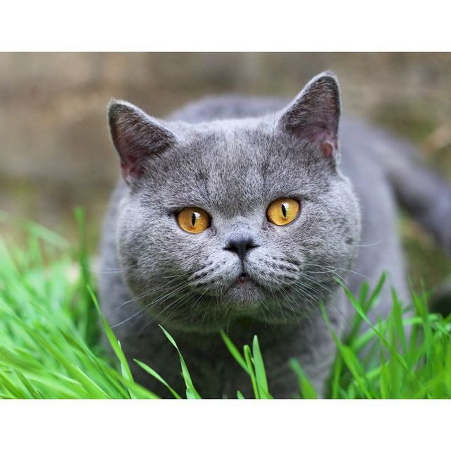 Chartreux Gray Cat Paint By Numbers Kit