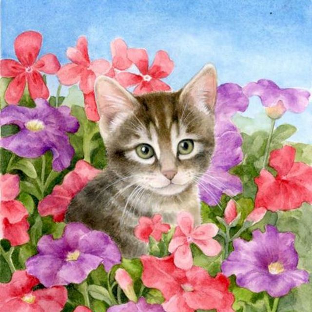 American Wirehair Cat 'Violets and Pinks' Paint By Numbers Kit