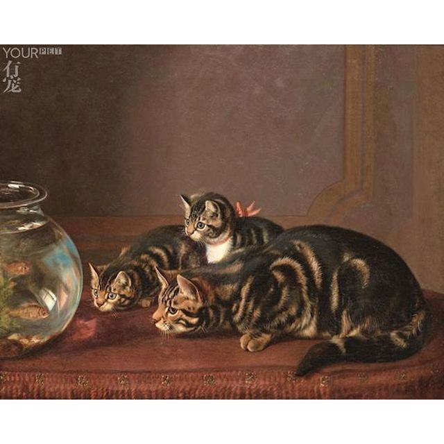Three Wirehair Cat 'Fish Bowl' Paint By Numbers Kit