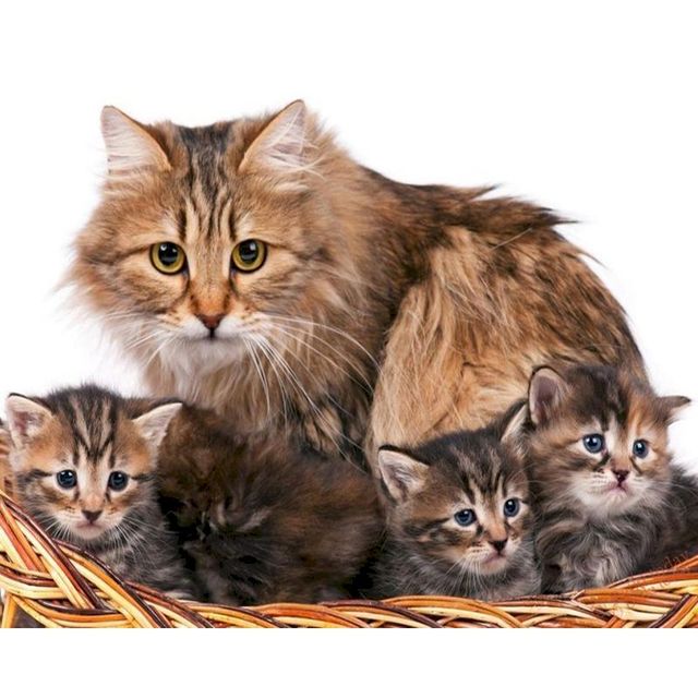 Siberian Cat 'Four Little Kittens' Paint By Numbers Kit