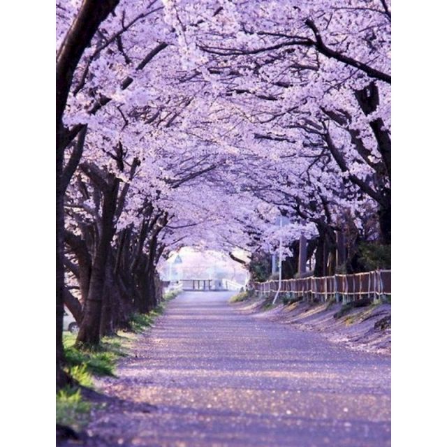 Cherry Blossom 'Flower Tunnel' Paint By Numbers Kit