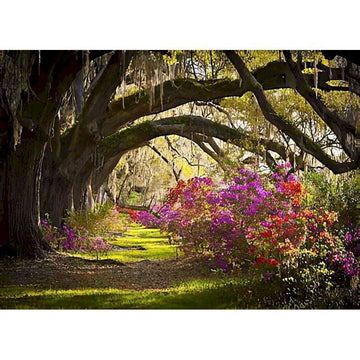 Charleston 'Magnolia Plantation and Gardens' Paint By Numbers Kit